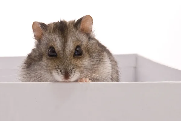 Hamster anão na caixa — Fotografia de Stock