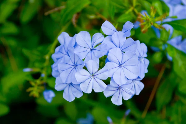 Blumen auf natürlichem blauem Hintergrund — Stockfoto