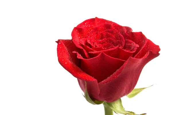 红玫瑰加水滴 — 图库照片