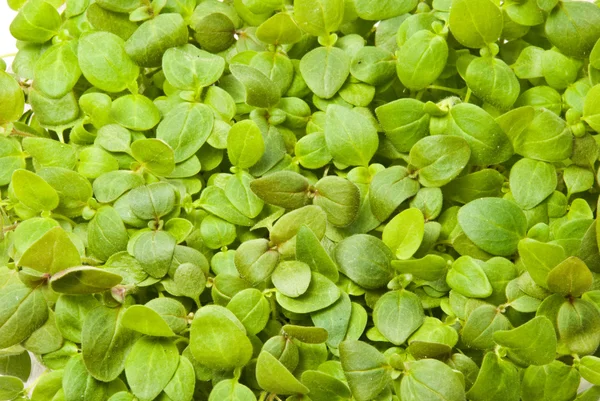 stock image Small Plants background