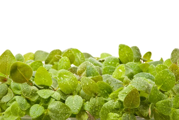 stock image Small Plants with water drops