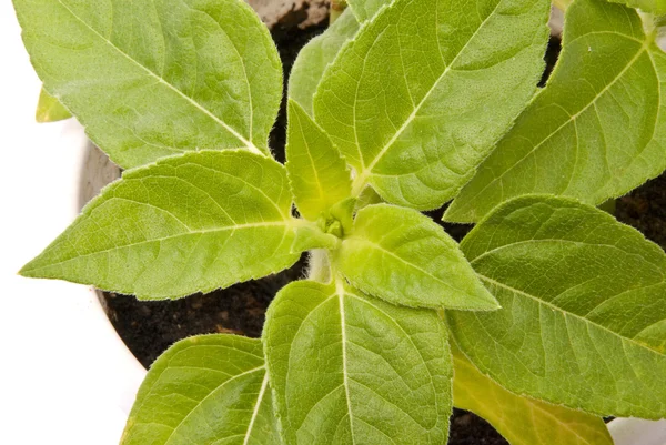 Kis növények fehér háttérrel — Stock Fotó