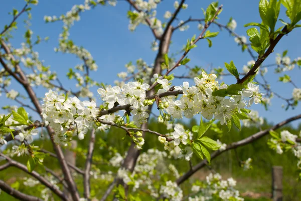 꽃피는 나무 — 스톡 사진