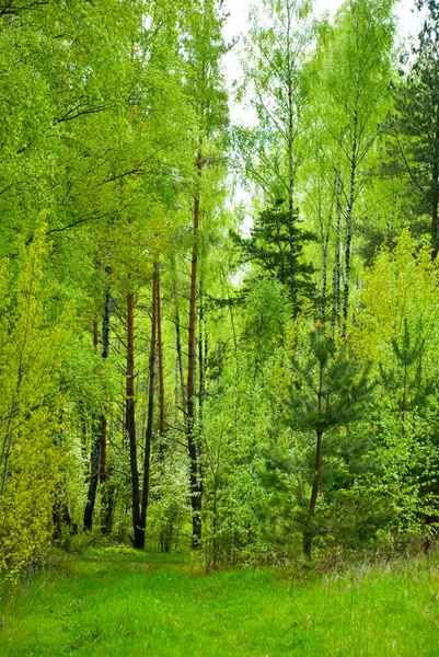 Sonniger Frühlingswald — Stockfoto