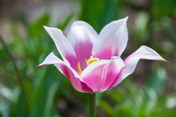 Rosa schöne Tulpe — Stockfoto