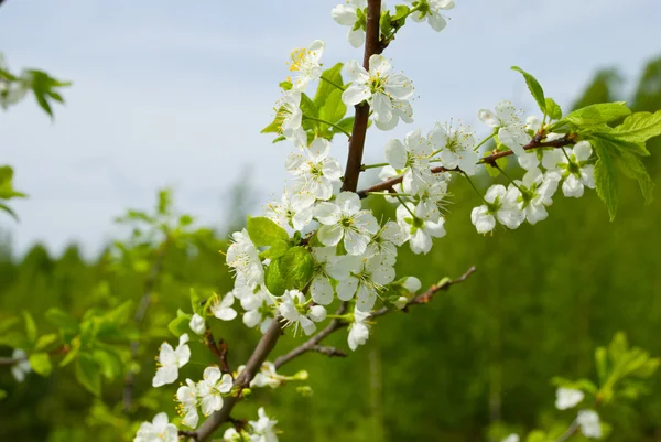 Albero in fiore — Foto Stock