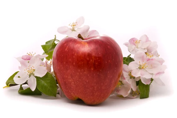 Manzana roja madura y flores de manzano —  Fotos de Stock