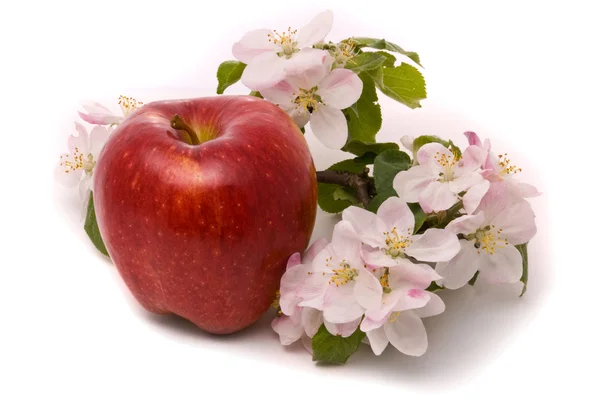Ripe Red Apple and apple-tree blossoms — Stock Photo, Image