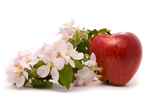 Manzana roja madura y flores de manzano — Foto de Stock