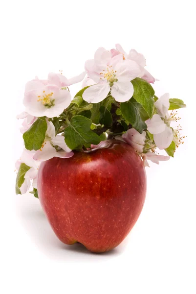 Dojrzałe czerwone jabłko i jabłoń kwiaty — Zdjęcie stockowe