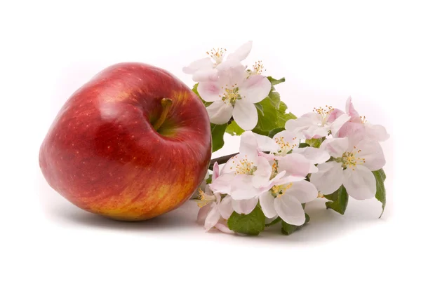 Zralé červené jablko a jabloní květy na prostřené — Stock fotografie