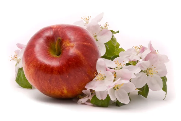 Zralé červené jablko a jabloň květy — Stock fotografie