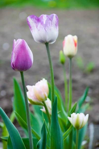 Krásná růžová Tulipán kapkami vody — Stock fotografie