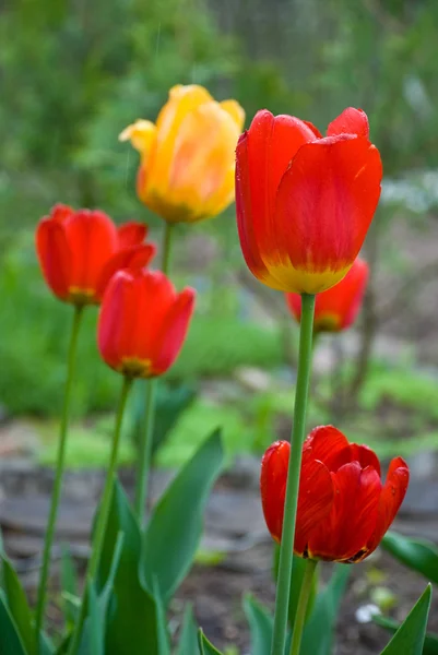 Červené tulipány kapkami vody — Stock fotografie