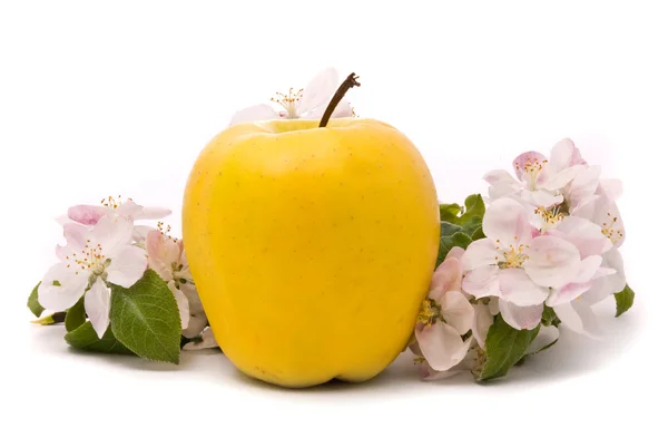 Yellow Apple and apple-tree blossoms — Stock Photo, Image
