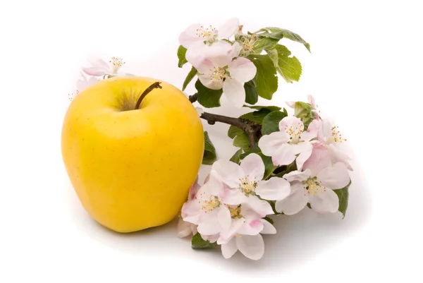 Maturazione mela gialla — Foto Stock