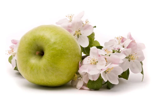 Olgun yeşil elma ve elma ağacının çiçekleri — Stok fotoğraf
