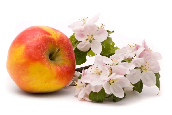 Olgun Kırmızı elma ve elma ağacının çiçekleri — Stok fotoğraf