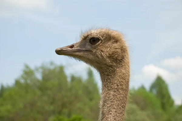 Portret van struisvogel over de aard — Stockfoto