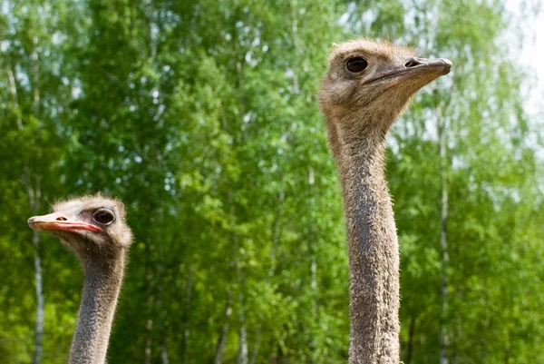 Retrato de avestruzes na natureza — Fotografia de Stock