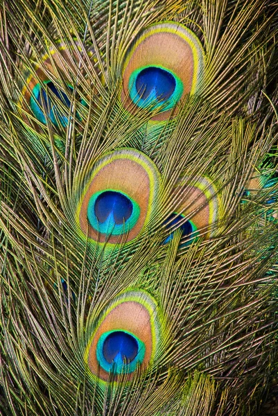 Penas de pavão — Fotografia de Stock