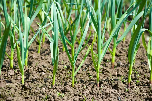Small sapling of garlic. — Stock Photo, Image