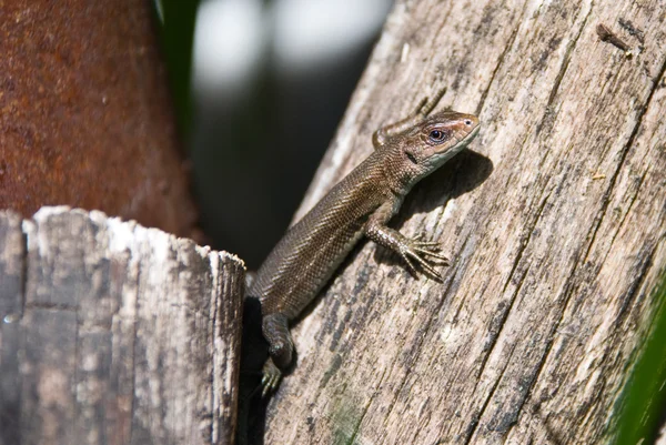 Lizard on wood — Stock Photo, Image