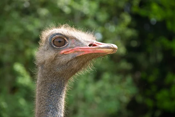 Портрет страуса на природі — стокове фото