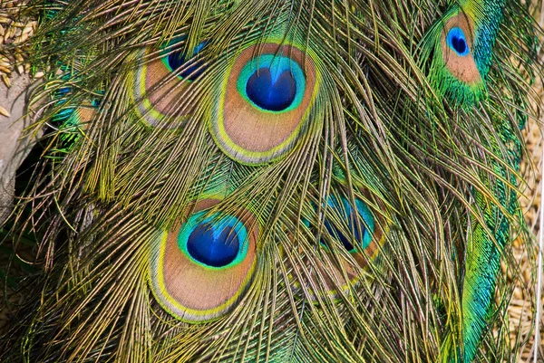 Peacock feathers — Stock Photo, Image