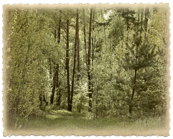 Винтажная фотокарточка. Весна в лесу . — стоковое фото