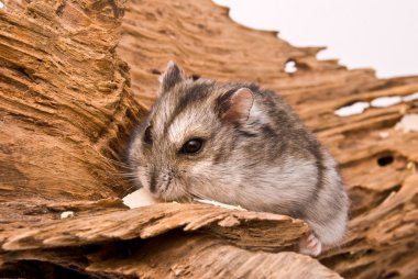 The small hamster eat a seed.