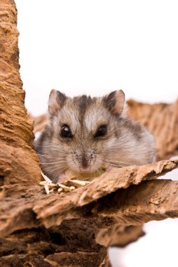 hamster yiyin ayçiçeği tohumu.