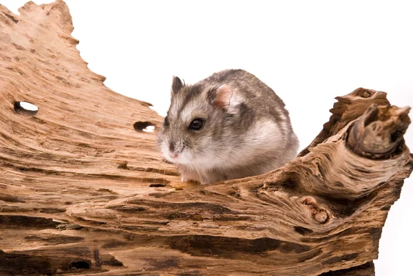 Der kleine Hamster sitzt auf einem Baum. — Stockfoto