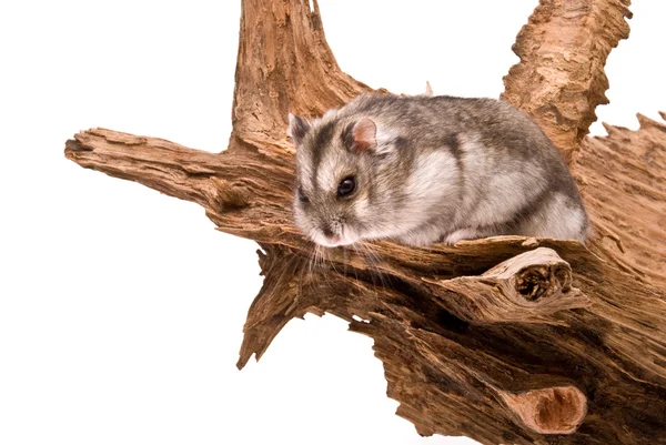 Der kleine Hamster sitzt auf einem Baum. — Stockfoto