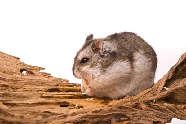 Le petit hamster mange une graine . — Photo