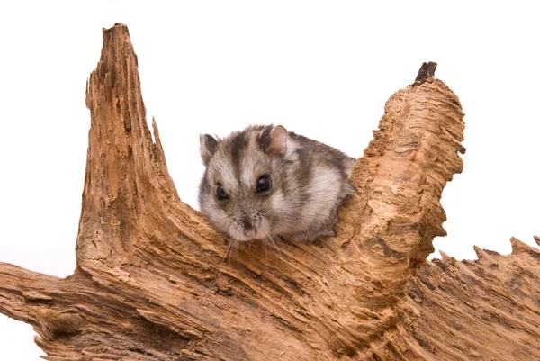 Hamster kecil duduk di pohon . — Stok Foto
