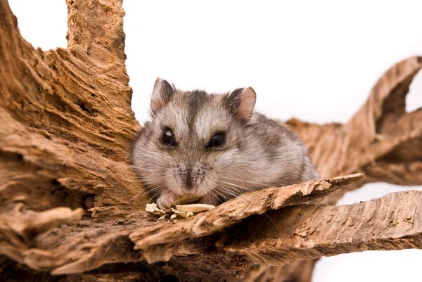 Kleine hamster eten zonnebloemzaad. — Stockfoto