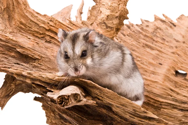 O pequeno hamster senta-se em uma árvore . — Fotografia de Stock