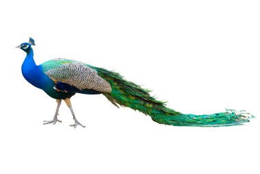 Peacock isolated on white.