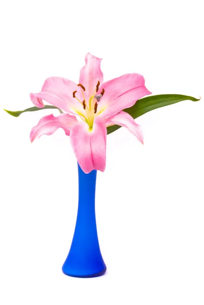 흰색 바탕에 파란 꽃병에 핑크 백합 — 스톡 사진