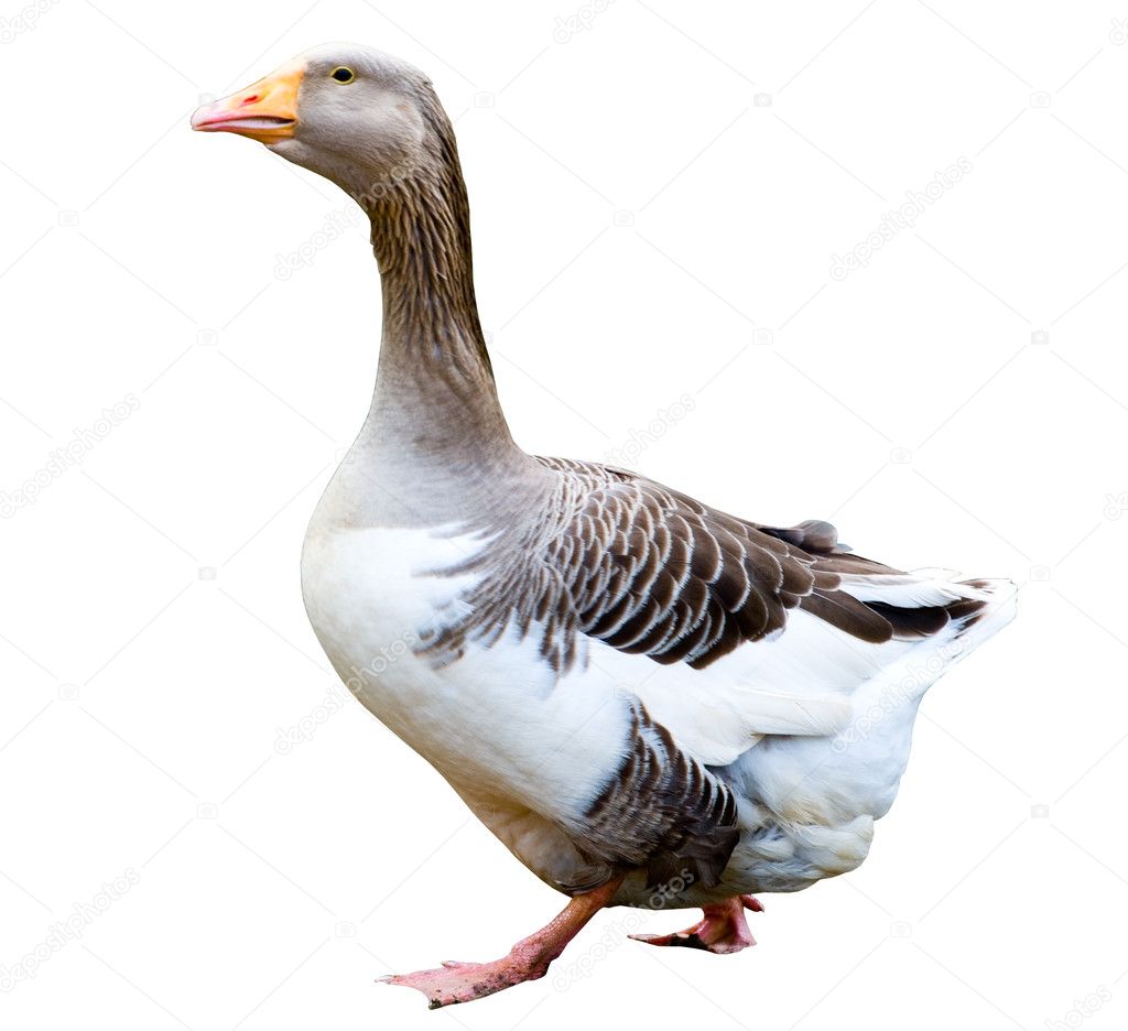 Goose isolated on white.
