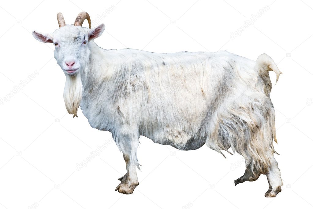 Goat isolated on white