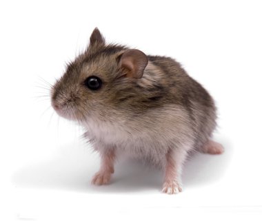 Little dwarf hamster clipart