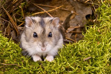 Little dwarf hamster clipart