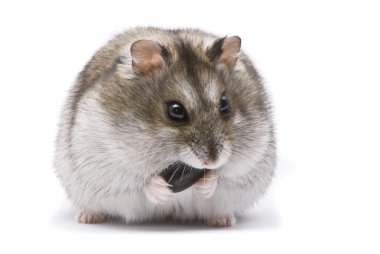 Dwarf hamster eating sunflower seed clipart