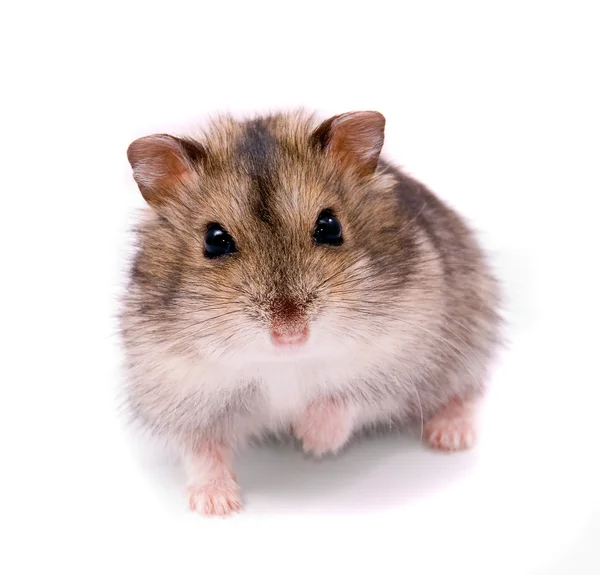 Kleine dwerg hamster — Stockfoto