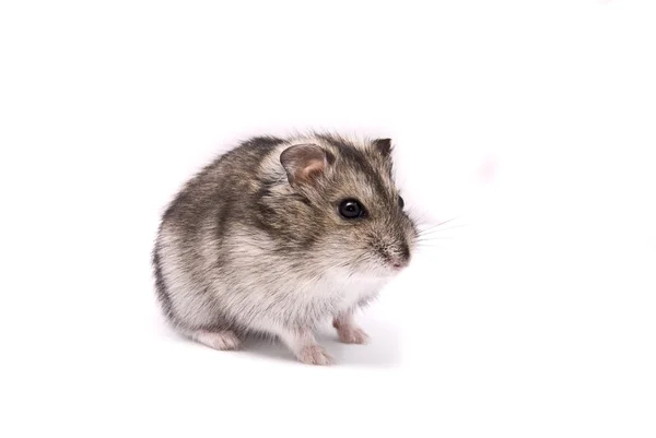 Lite dvärg hamster — Stockfoto