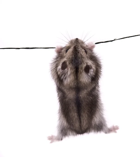 Little dwarf hamster on a rope — Stock Photo, Image