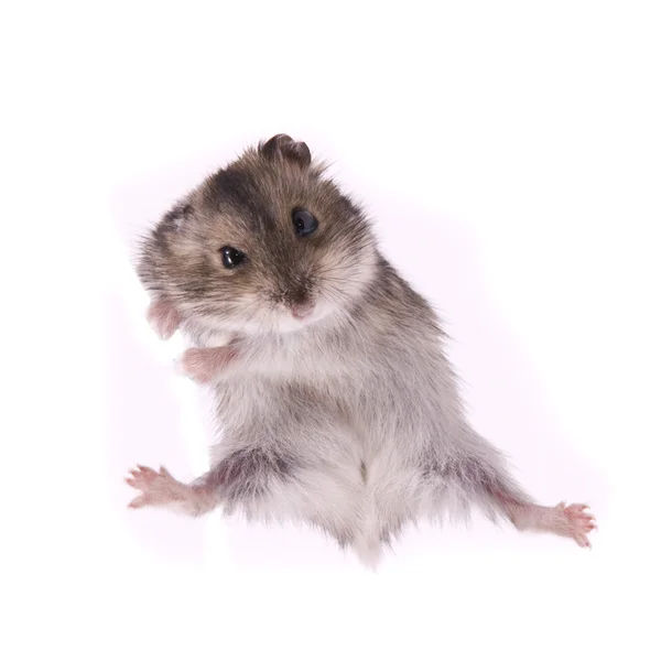Pequeno hamster anão — Fotografia de Stock