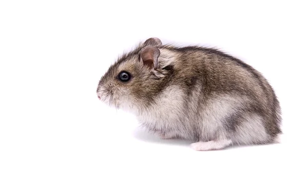 Küçük cüce hamster — Stok fotoğraf